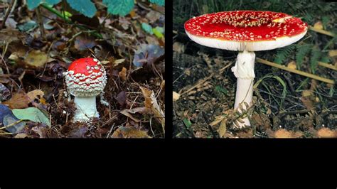 How Can You Tell If A Mushroom Is Poisonous Mystery Science