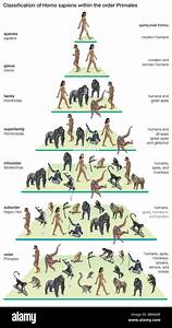 Classification Tree Of The Species Sapiens Modern Humans Stock