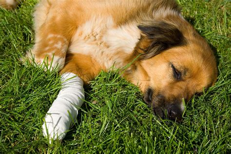 How To Treat A Dog With A Broken Back Leg