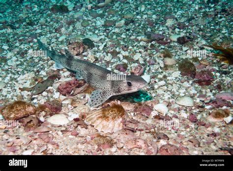 Small Spotted Catshark Lesser Spotted Dogfish Scyliorhinus Canicula