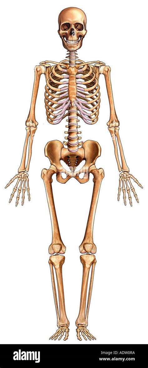 Anatomia Del Esqueleto Humano