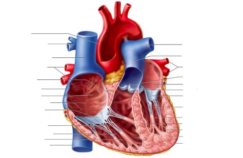 Human Heart Diagram And Anatomy Of The Heart Studypk