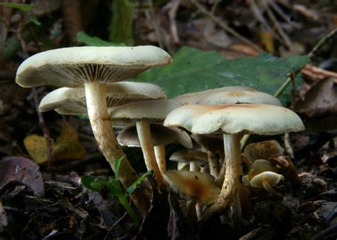 Free Picture Wood Spore Moss White Mushroom Fungus Poison Nature Toxic