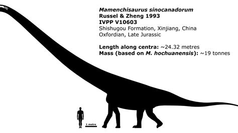 Identificaron Fósiles De Un Dinosaurio Con El Cuello Más Largo Jamás Descubierto Infobae