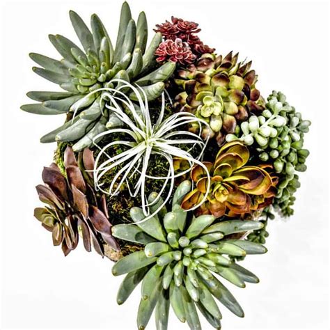 Find the best decorations from hobbylobby.com. How to Make Faux Succulent Arrangements that Look ...