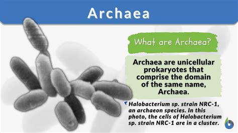 Archaebacteria Nutrition Patterns Blog Dandk