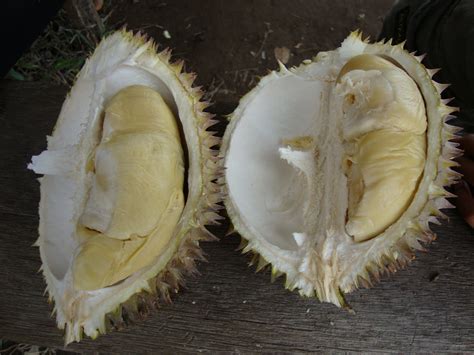 Kitchen mak tok (sajian dapur bonda): ~ "Aeinio REALitinya DI sini..." ~: Bubur kacang Durian