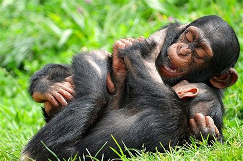 Playing Together Animals Beautiful Baby Chimpanzee Animals