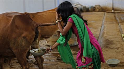 Cow Dung Soap Is Cleaning Up In India — But Are There Any Scientific Benefits Goats And Soda