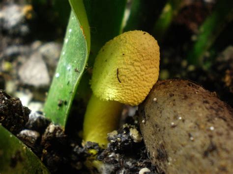 Strange Yellow Mushroom Growing In A House Plant Mushroom Hunting