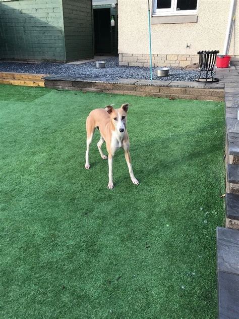 Female Lurcher For Sale Pet Home Only In Carnoustie Angus Gumtree