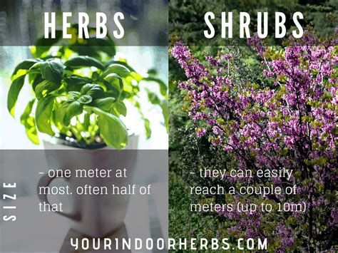 Herbs Vs Shrubs Size Your Indoor Herbs And Garden
