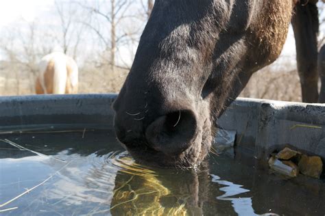 The Importance Of Water For Horse Health