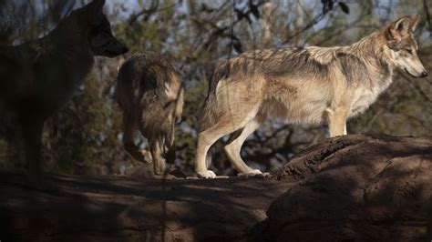 Mexican Gray Wolfs Regrowth Worries Southern New Mexico Ranchers