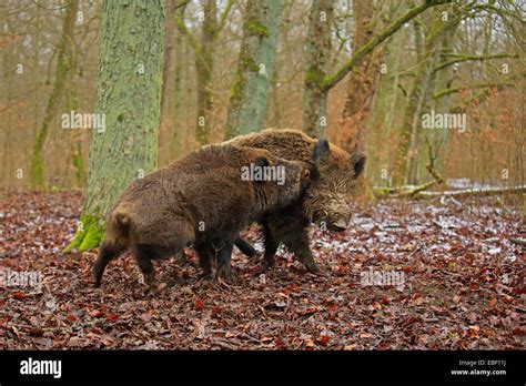 Wild Boar Pig Wild Boar Sus Scrofa Fighting Tuskers Germany