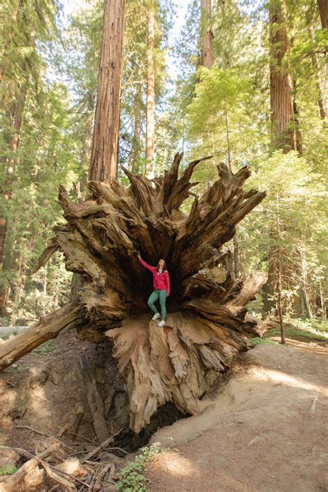 A Guide To The Redwoods Of California The Awkward Tourist Northern California Road Trip