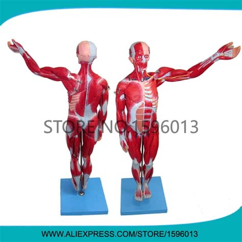 Full Body Muscle Anatomy Model