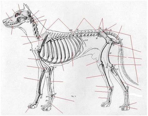 Test, review and refresh your knowledge of the human body. Cat Skeleton Labeling Quiz | Best Cat Cute Pictures, Meme ...