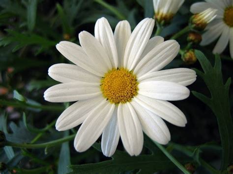 Visualizza altre idee su margherite, ricamo, tutorial. SPIGOLATURE SCIENTIFICHE: La nascita del primo fiore