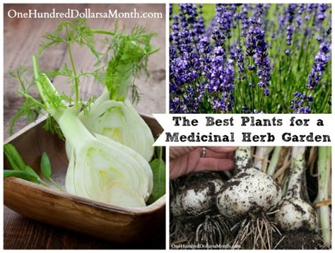The Best Plants For A Medicinal Herb Garden One Hundred