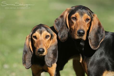 In the 15th century, this breed was sought after by italian dog lovers and in the 18th century by the french for its exceptional aptitude for hunting hare. 19 best Jura Hound images on Pinterest | Hunting dogs, The ...