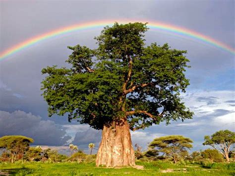 Natureza Exuberante Baoba Arvore Natureza Bela Natureza