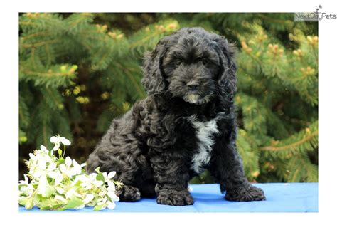 There are many reasons to buy one of the cockapoo puppies we have for sale. Cockapoo puppy for sale near Lancaster, Pennsylvania ...