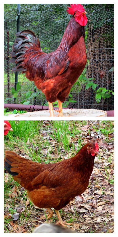 Saving Heritage Breed Chickens