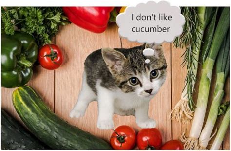 Can my cat eat that? Thermal paper receipts are toxic to people and cats. Hand ...