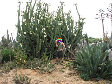 It will take about 9.3 hours to grow, but can be harvested infinitely many times. ID of Psychedelic Cactus - The Psychedelic Experience ...