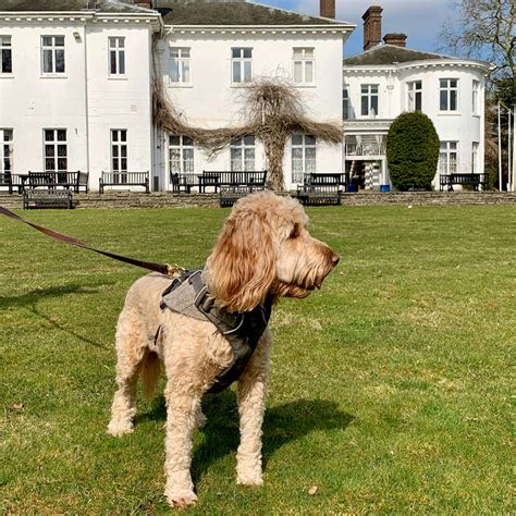 Local Dog Friendly Hotel In Abingdon Oxford Countryside Grounds