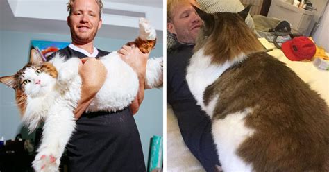 El Gato Más Grande De Nueva York Pesa Casi 13 Kilos Y Es Más Grande Que