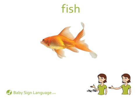 Fish Flash Card