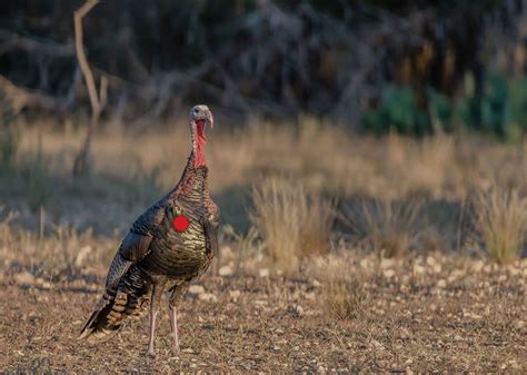 Tricky Business Shot Placement On Turkeys Bowhunters United