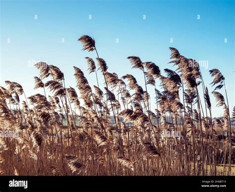 Golden Flowering Reeds Blowing In A Gentle Breeze Stock Photo Alamy