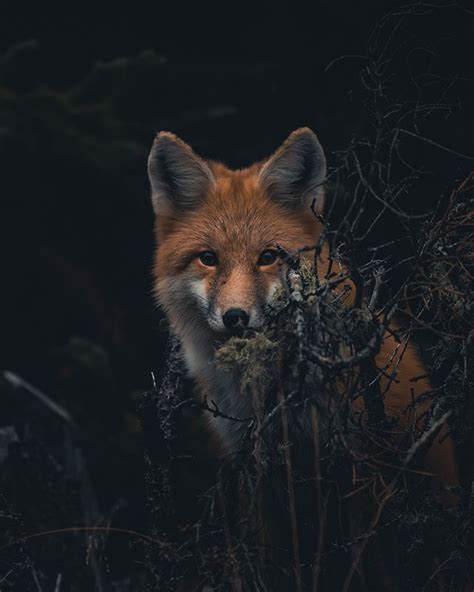 A Red Fox The Beautiful Soul Of The Wild Forest Wildlife Redfox