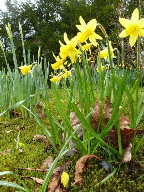 Cluster Of Yellow Daffodils In Woodland Creative Commons Stock Image