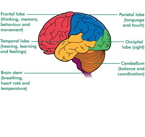 Brain Anatomy Diagrams