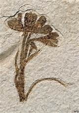 How Are Plants Fossilized