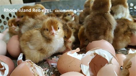 Rhode Island Red Fertile Hatching Eggs For Sale Fresh Fertile Eggs Cackle Hatchery®
