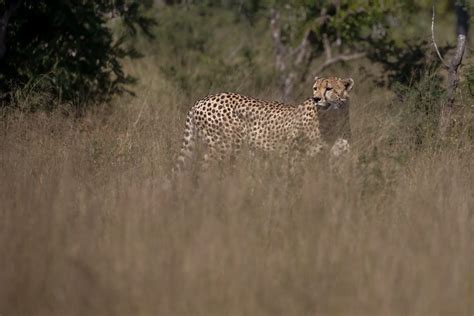 Cheetah Standing On Tall Grasses At Daytime Photo Free Animal Image