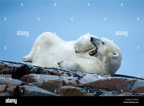 Canada Nunavut Territory Repulse Bay Adult Male Polar Bear Ursus