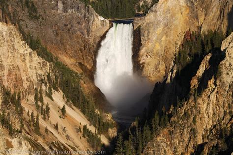 lower falls of the grand canyon yellowstone national park wyoming photos by ron niebrugge