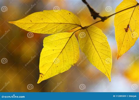 Yellow Autumn Leaves Stock Image Image Of Beauty Leafs 11289309