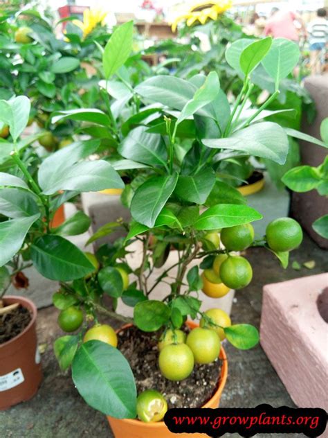 Calamansi Plant Care Plants Plant Care Houseplant Growing Lemon Trees