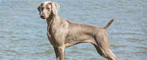 Weimaraner Dog Breed History And Some Interesting Facts