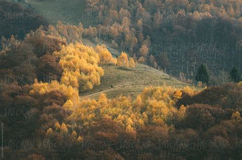 Mountain Yellow Birch Forest In Autumn By Stocksy Contributor Cosma