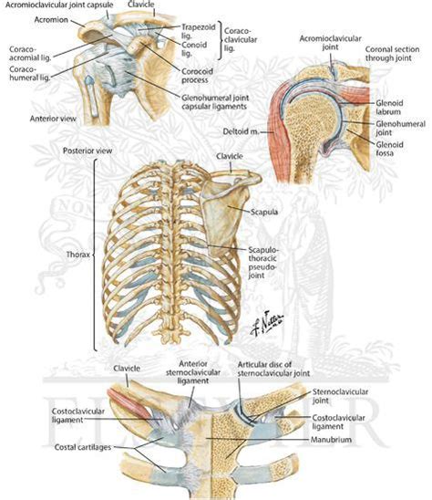 Sternoclavicular Joint And Acromioclavicular Joint