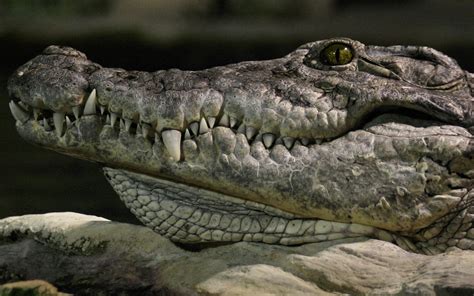 Crocodile Full Hd Wallpaper And Background Image 3200x2000 Id225216