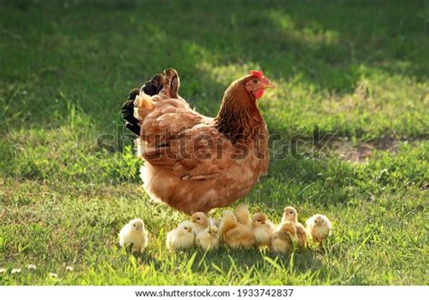 Mother Hen Chickens Rural Yard Chickens Stock Photo Edit Now 1933742837
